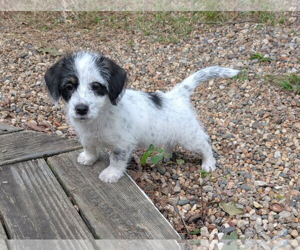 Medium Photo #2 Doxle Puppy For Sale in Des Moines, IA, USA