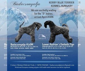 Kerry Blue Terrier Puppy for Sale in Ajka, Veszprem Hungary