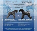 Small Kerry Blue Terrier
