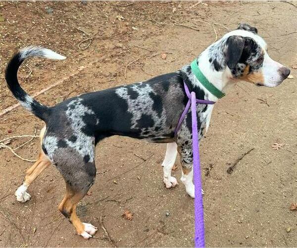 Medium Photo #2 Catahoula Leopard Dog-Unknown Mix Puppy For Sale in Sacramento, CA, USA