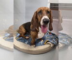 Small #2 Basset Hound