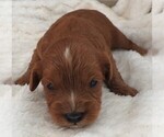 Small #3 Cavapoo