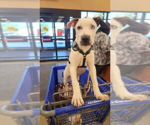 Marble - Female Mutt Dog for Adoption - Photo #3