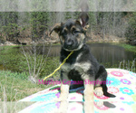 Small #2 German Shepherd Dog