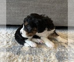 Small Photo #6 Australian Mountain Dog Puppy For Sale in CULPEPER, VA, USA