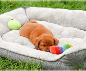 Labrador Retriever Puppy for sale in SYRACUSE, IN, USA