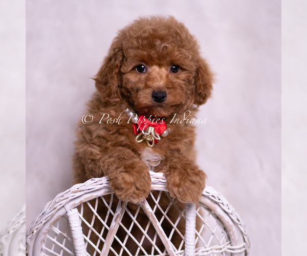 Medium Photo #7 Maltipoo (Miniature) Puppy For Sale in WARSAW, IN, USA