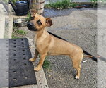 Small Mutt