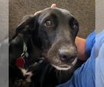 Small #8 Labrador Retriever Mix