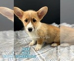 Puppy Alexander Pembroke Welsh Corgi