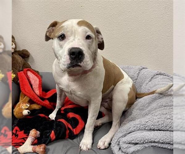 Medium Photo #1 American Pit Bull Terrier-Unknown Mix Puppy For Sale in Las Vegas, NV, USA