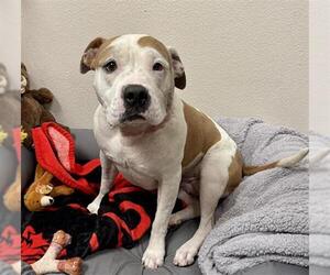 American Pit Bull Terrier-Unknown Mix Dogs for adoption in Las Vegas, NV, USA