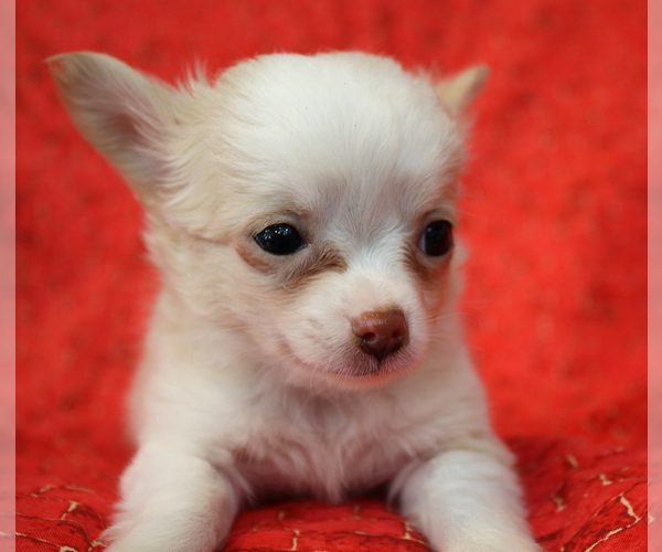 Medium Photo #12 Chihuahua Puppy For Sale in ABILENE, KS, USA