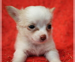 Small Photo #12 Chihuahua Puppy For Sale in ABILENE, KS, USA