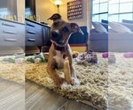 Small Photo #5 Black Mouth Cur-Unknown Mix Puppy For Sale in Orlando, FL, USA