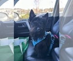 Small Photo #1 Scottish Terrier Puppy For Sale in ASHEVILLE, NC, USA