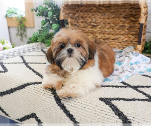 Shih Tzu Puppy for sale in SYRACUSE, IN, USA