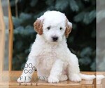 Small #3 Goldendoodle (Miniature)