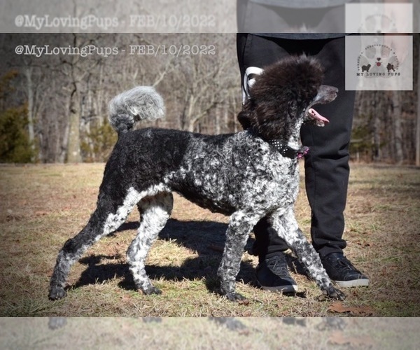 Medium Photo #12 Poodle (Standard) Puppy For Sale in MARIONVILLE, MO, USA