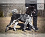 Small #11 Poodle (Standard)