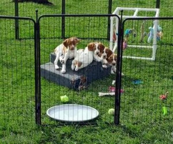 Medium Photo #14 Brittany Puppy For Sale in MONTROSE, CO, USA