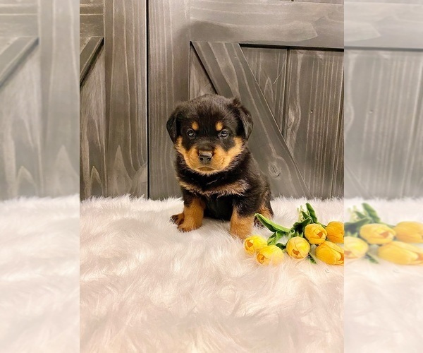 Medium Photo #3 Rottweiler Puppy For Sale in SHREVE, OH, USA