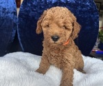 Small #9 Goldendoodle (Miniature)