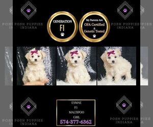 Maltipoo Puppy for sale in WARSAW, IN, USA