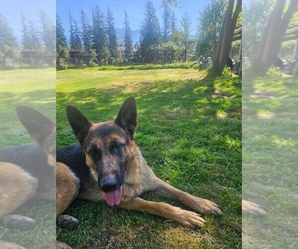Medium Photo #20 German Shepherd Dog Puppy For Sale in MONROE, WA, USA