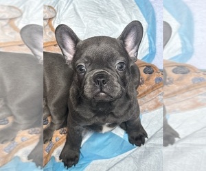 French Bulldog Puppy for sale in CALDWELL, ID, USA