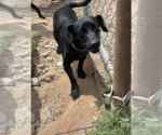 Small #3 Dachshund Mix