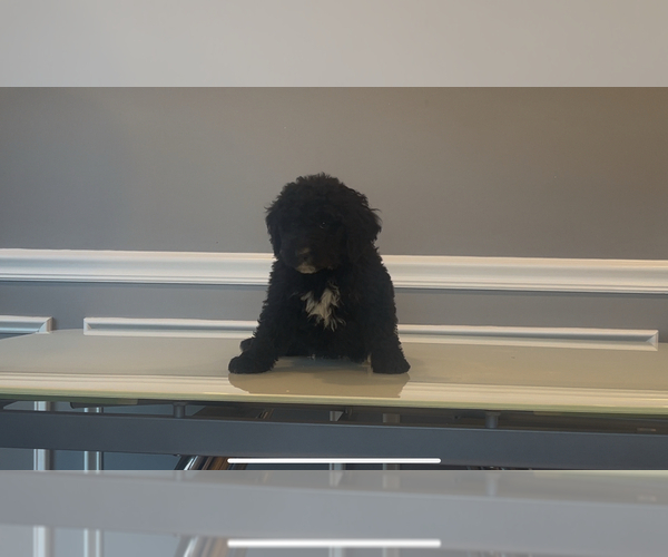 Medium Photo #5 Bernedoodle-Labradoodle Mix Puppy For Sale in MILFORD, NJ, USA