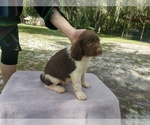 Small Photo #6 Brittany Puppy For Sale in FORT MC COY, FL, USA