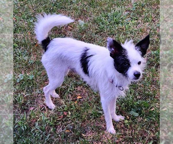 Medium Photo #3 Mutt Puppy For Sale in Cranston, RI, USA