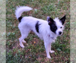 Small Photo #3 Mutt Puppy For Sale in Cranston, RI, USA