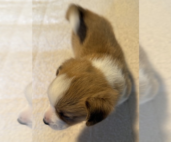 Medium Photo #5 Pembroke Welsh Corgi Puppy For Sale in GRAND RAPIDS, MI, USA