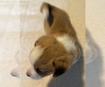 Small #4 Pembroke Welsh Corgi