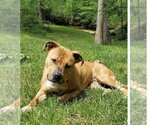 Small Photo #1 American Pit Bull Terrier-Unknown Mix Puppy For Sale in Spotsylvania, VA, USA