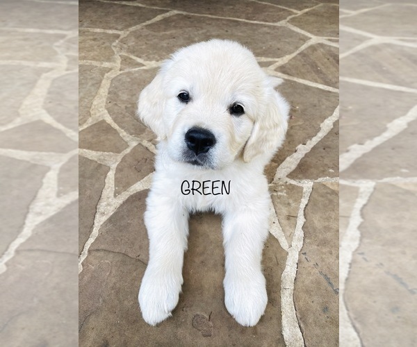 Medium Photo #13 English Cream Golden Retriever Puppy For Sale in HOCKLEY, TX, USA