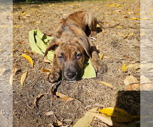 Staffordshire Bull Terrier-Unknown Mix Dogs for adoption in Duluth, MN, USA