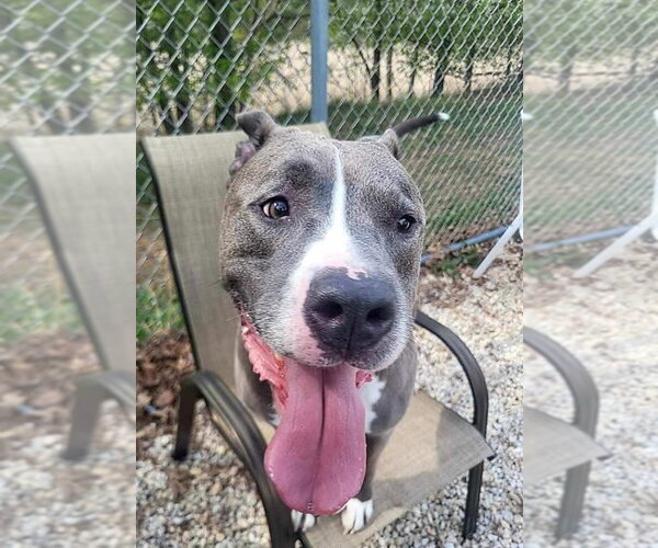 Medium Photo #1 Mutt Puppy For Sale in Manahawkin, NJ, USA