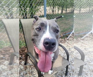 Mutt Dogs for adoption in Manahawkin, NJ, USA