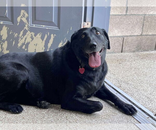 Medium Photo #4 Labrador Retriever Puppy For Sale in Clovis, CA, USA