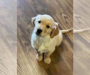 Golden Retriever Puppy for sale in NORTH RICHLAND HILLS, TX, USA