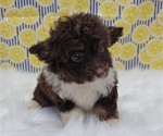 Small Photo #5 Aussiedoodle Miniature  Puppy For Sale in BLAKESBURG, IA, USA