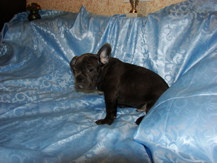 French Bulldog Puppy for sale in TRYON, NC, USA