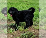 Puppy 4 Poodle (Standard)