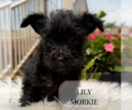 Small #4 Morkie