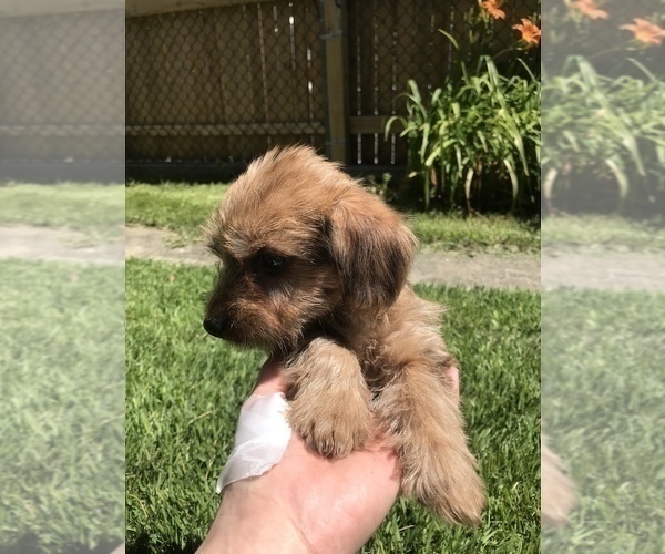 Medium Photo #11 Yorkshire Terrier Puppy For Sale in MOUNT CARMEL, PA, USA