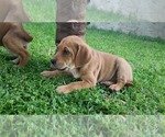 Small Photo #1 Australian Cattle Dog-Vizsla Mix Puppy For Sale in PHOENIX, AZ, USA